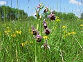 36_Ophrys bourdon_9